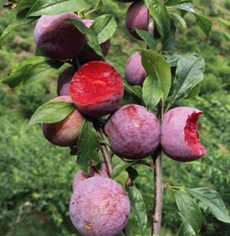 风味玫瑰李