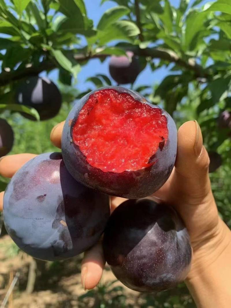 风味玫瑰李