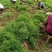 广西高产良种大天冬天门冬苗种子苗包邮