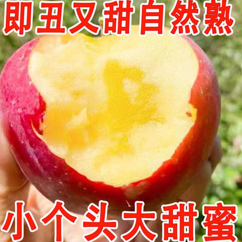 正宗新疆阿克苏苹果