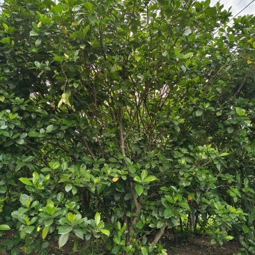 栀子花大树