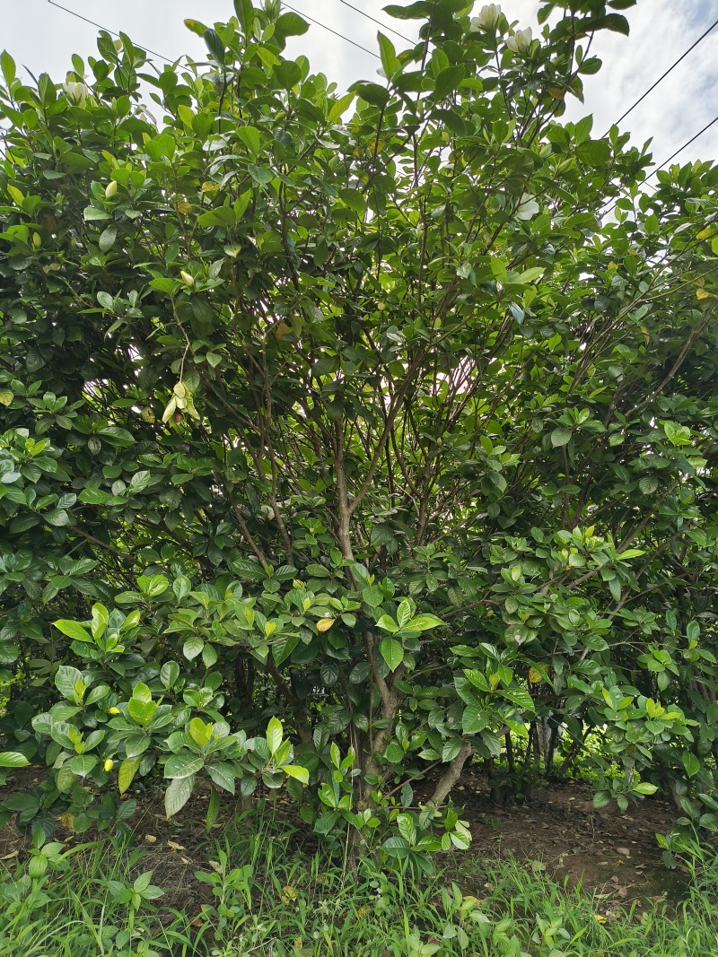 栀子花大树