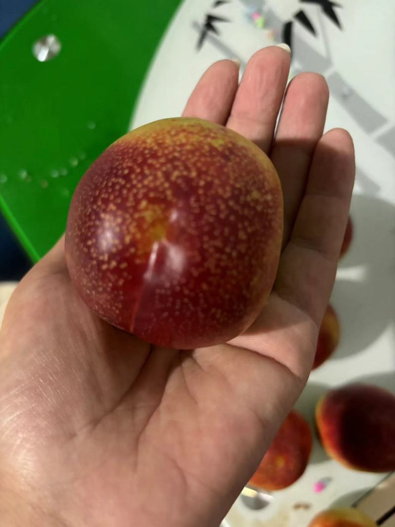 精品未来1号