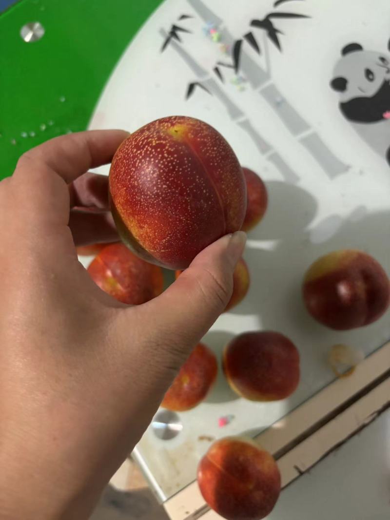 精品未来1号