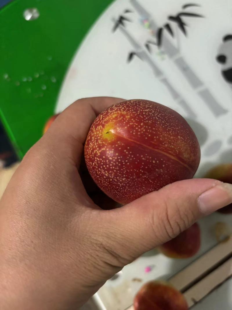 精品未来1号