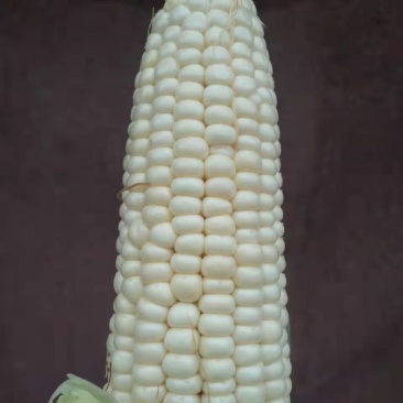 鲜玉米