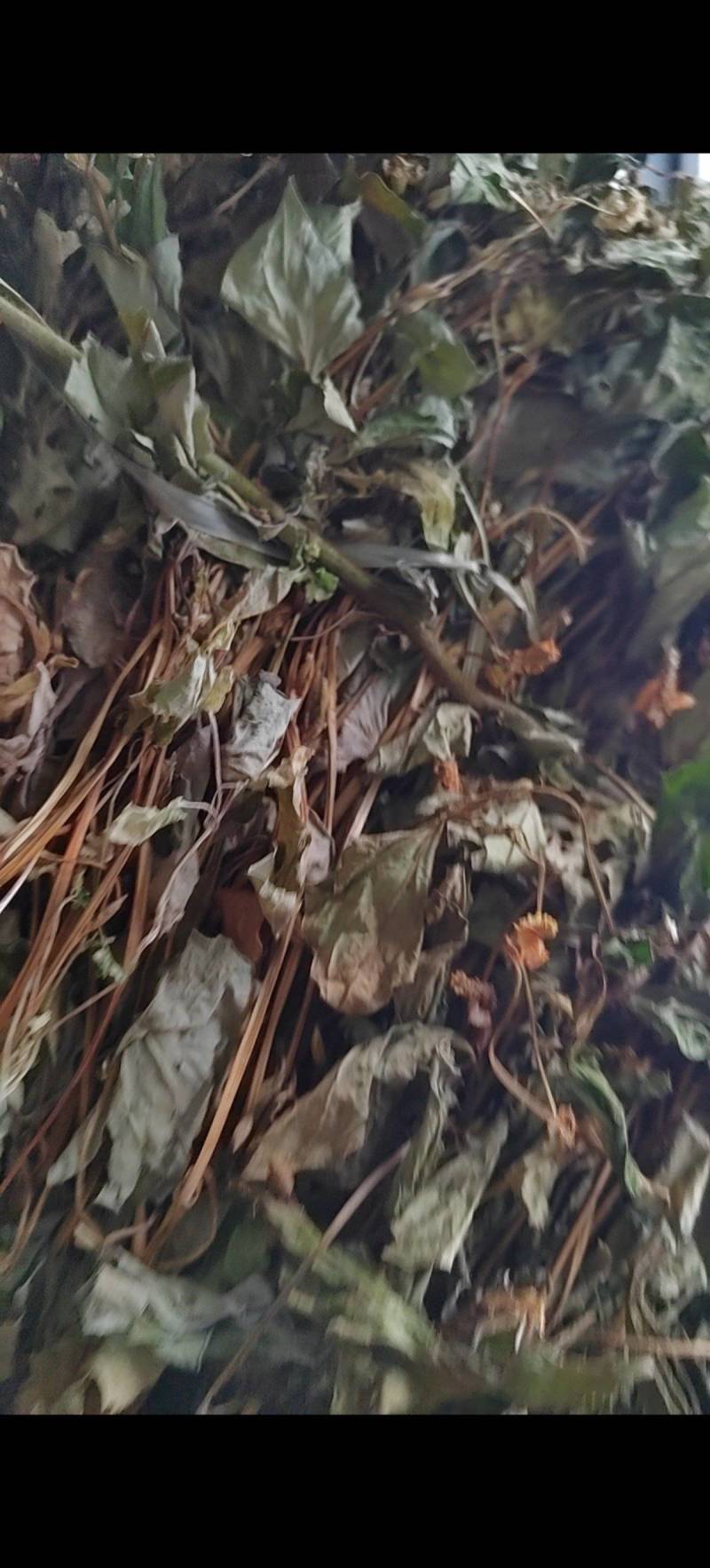 干鱼腥草常年供应产地直发货源充足价格优惠品质保障
