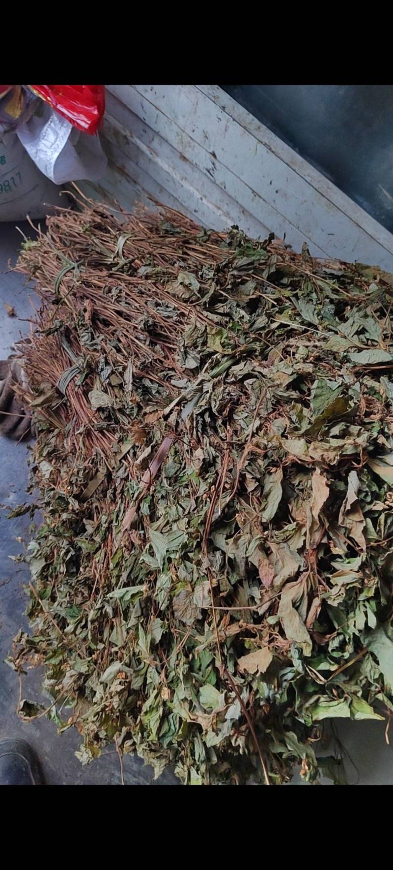 干鱼腥草常年供应产地直发货源充足价格优惠品质保障