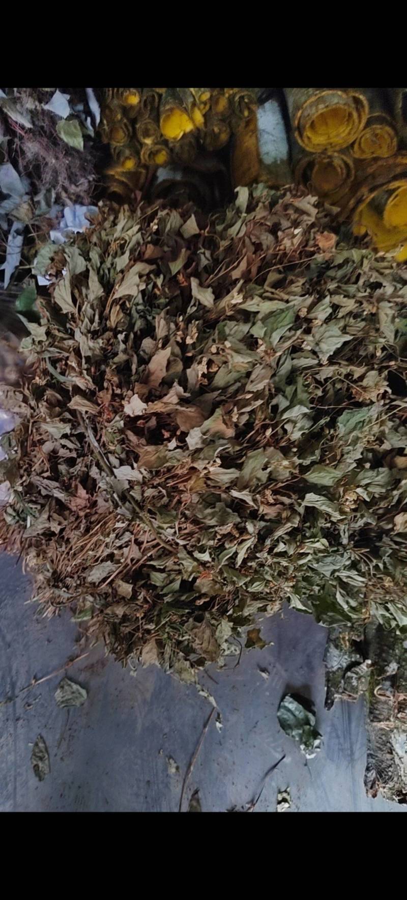 干鱼腥草常年供应产地直发货源充足价格优惠品质保障