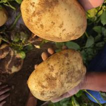 新鲜河南土豆，自家基地直供，现挖品质保证，欢迎老板采购！