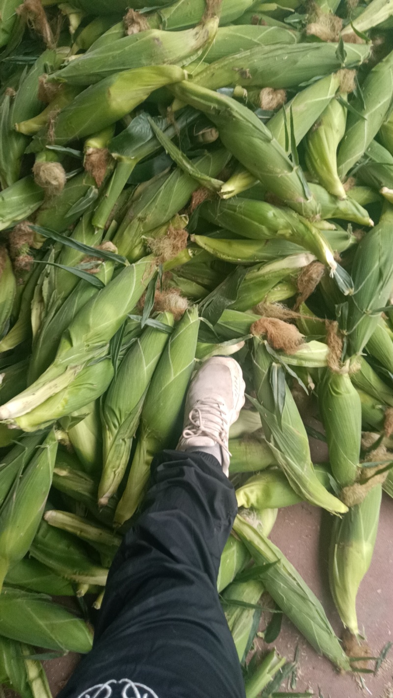 黏玉米10%，，，，，