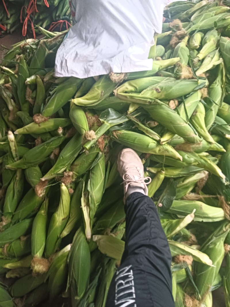 黏玉米10%，，，，，