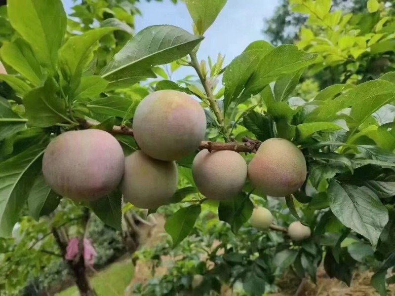 湖北襄阳味帝李子，口感纯甜，香甜可口，产地一手货源