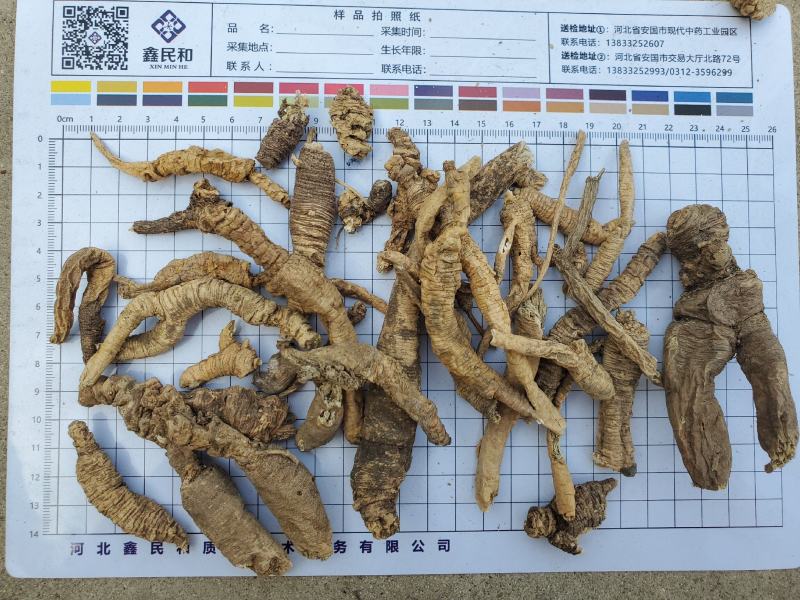 正品南沙参，水洗南沙参，泡参，川明参，各种规格