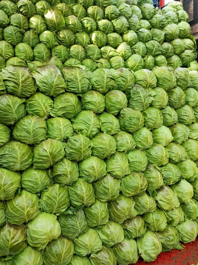 甘蓝