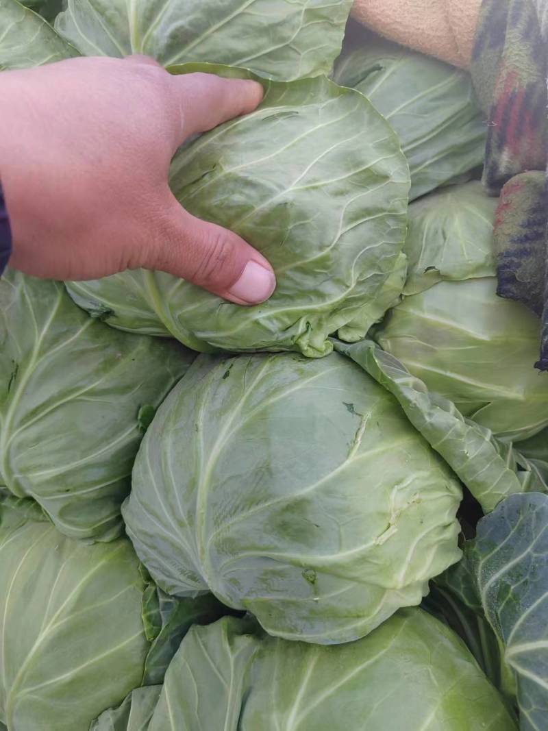 河北甘蓝精品甘蓝常年供应量大从优质量保障专业产地直发