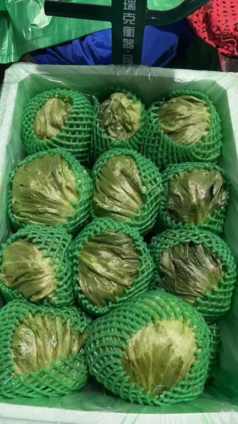河北甘蓝精品甘蓝常年供应量大从优质量保障专业产地直发