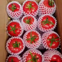 普罗旺斯水果西红柿～社团，电商，超市，一件等对接。