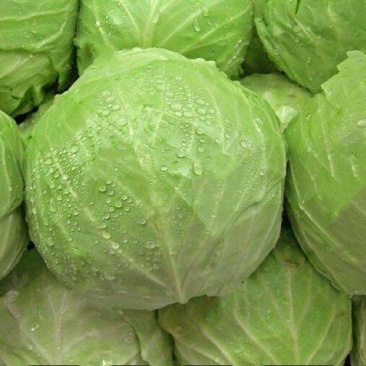 河北甘蓝精品甘蓝常年供应量大从优质量保障专业产地直发