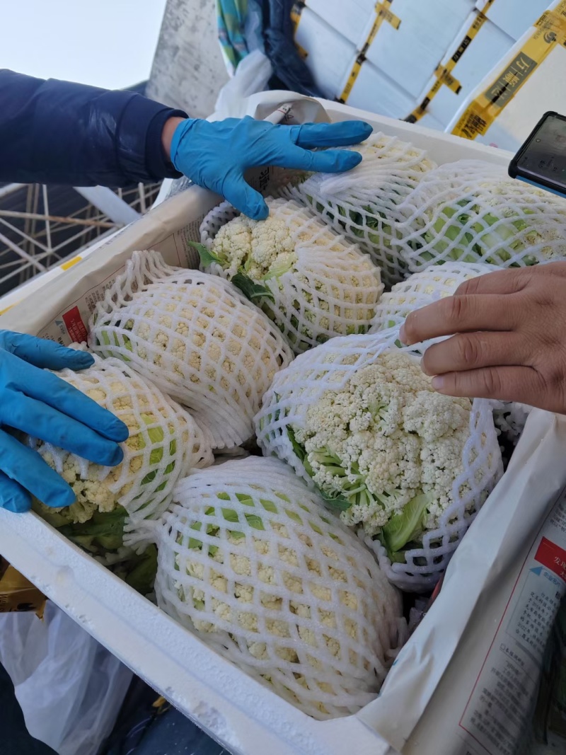 精品松花菜散花现货新鲜菜花现摘现发花椰菜当季花菜量大供应