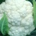 精品松花菜散花现货新鲜菜花现摘现发花椰菜当季花菜量大供应