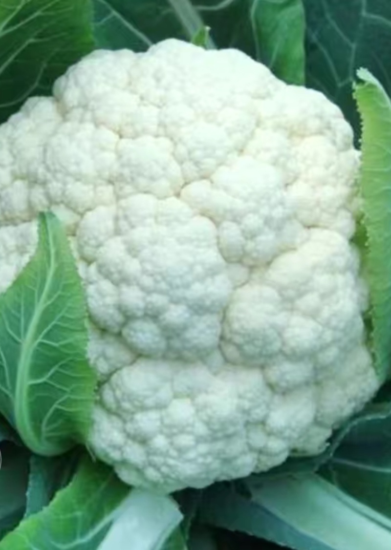 精品松花菜散花现货新鲜菜花现摘现发花椰菜当季花菜量大供应