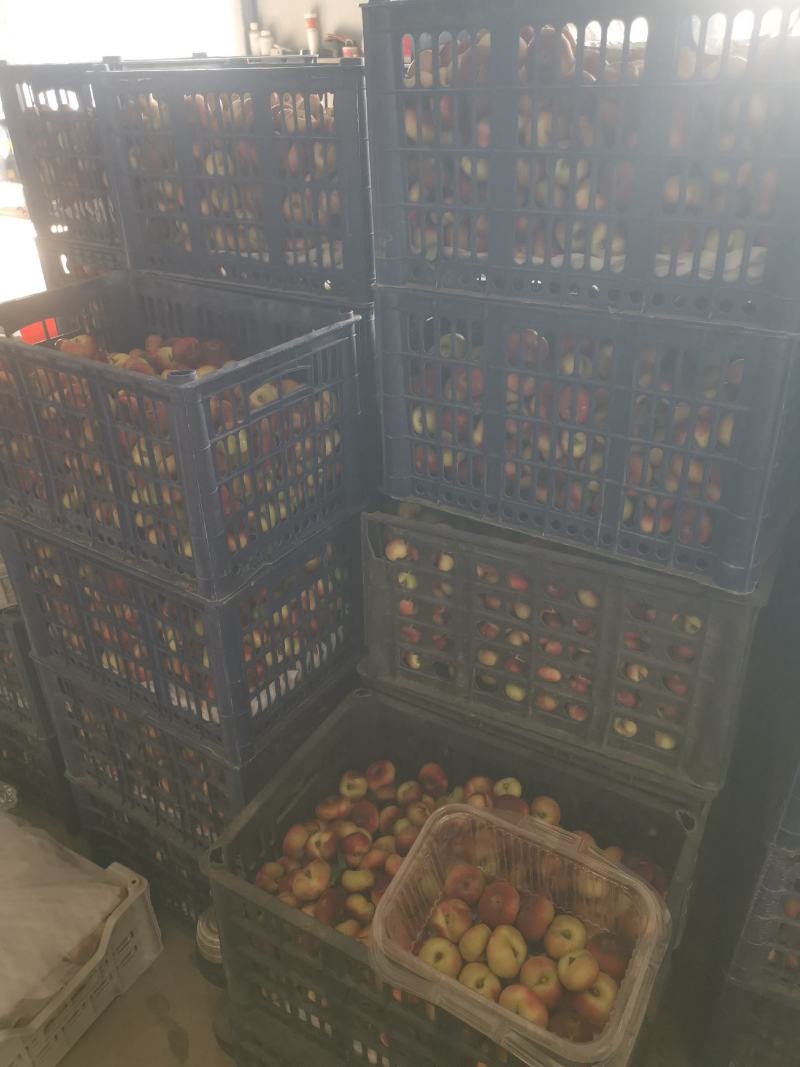 明月（纽扣）蟠桃次果5000斤
