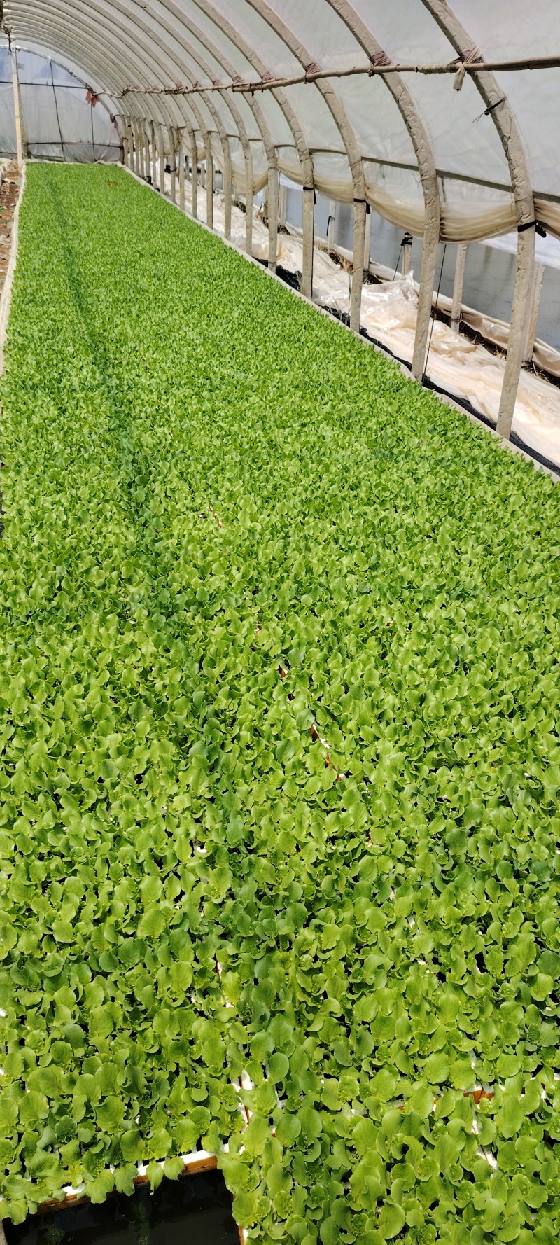 精品意大利生菜苗货源充足量大从优质量保证欢迎咨询