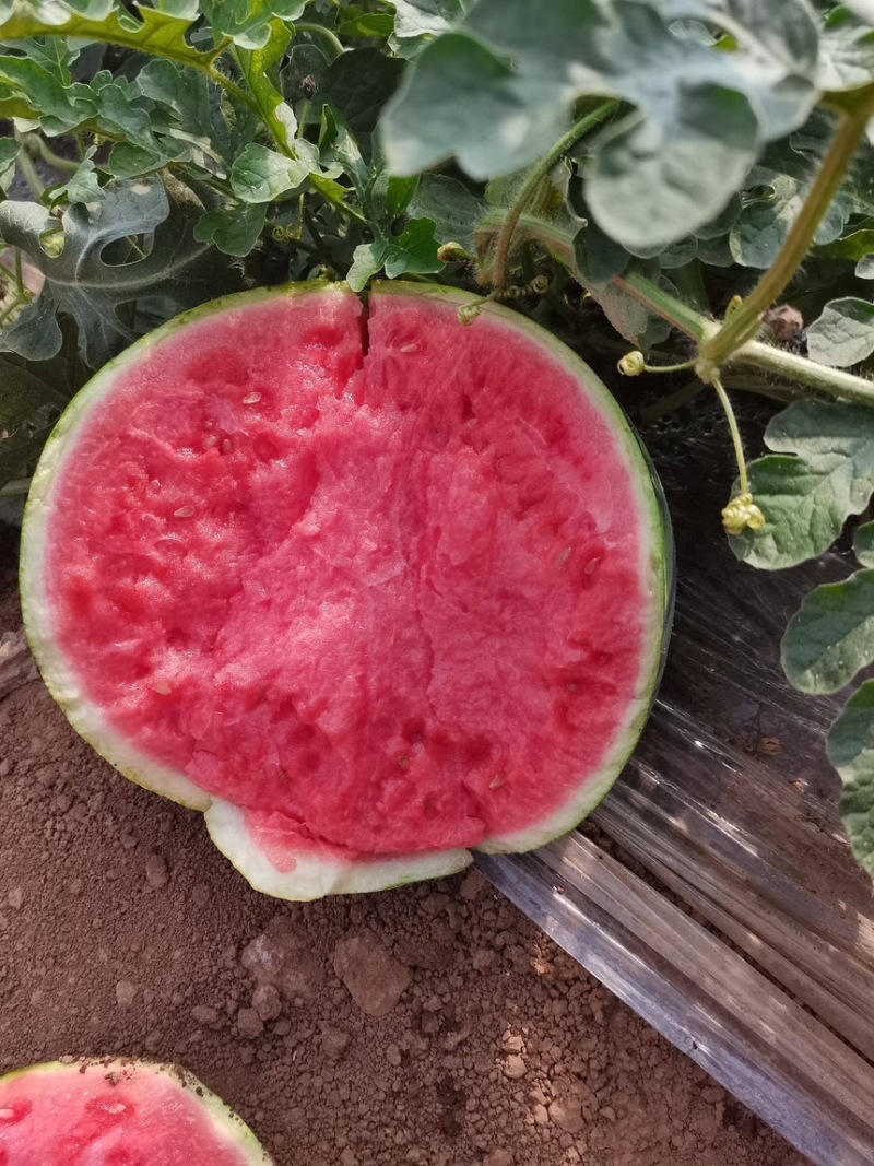 夏邑麒麟、美都瓜，可视频看货产地直供