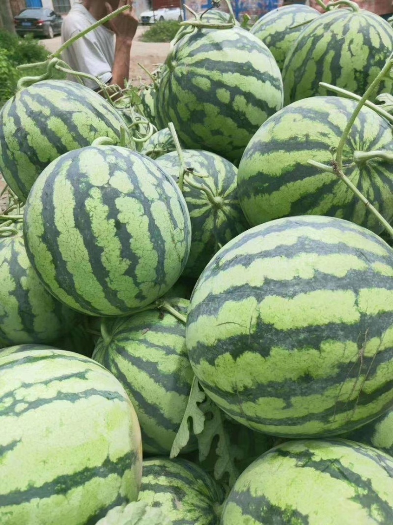 夏邑麒麟、美都瓜，可视频看货产地直供