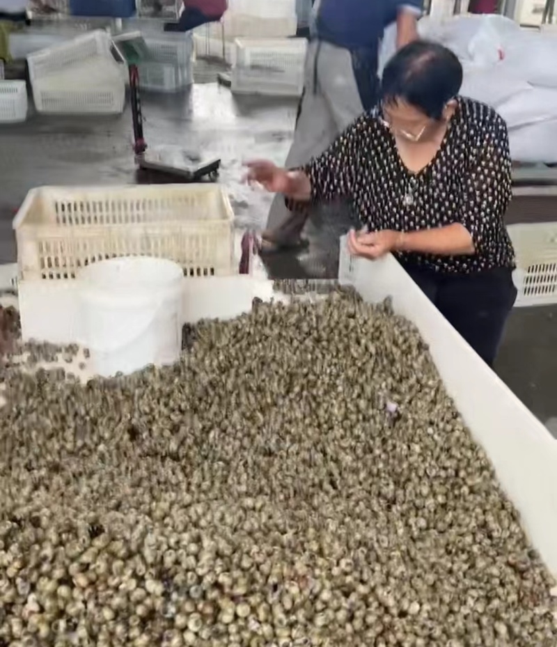 速冻剪尾螺半成品螺蛳干净无沙无臭粒全国供应