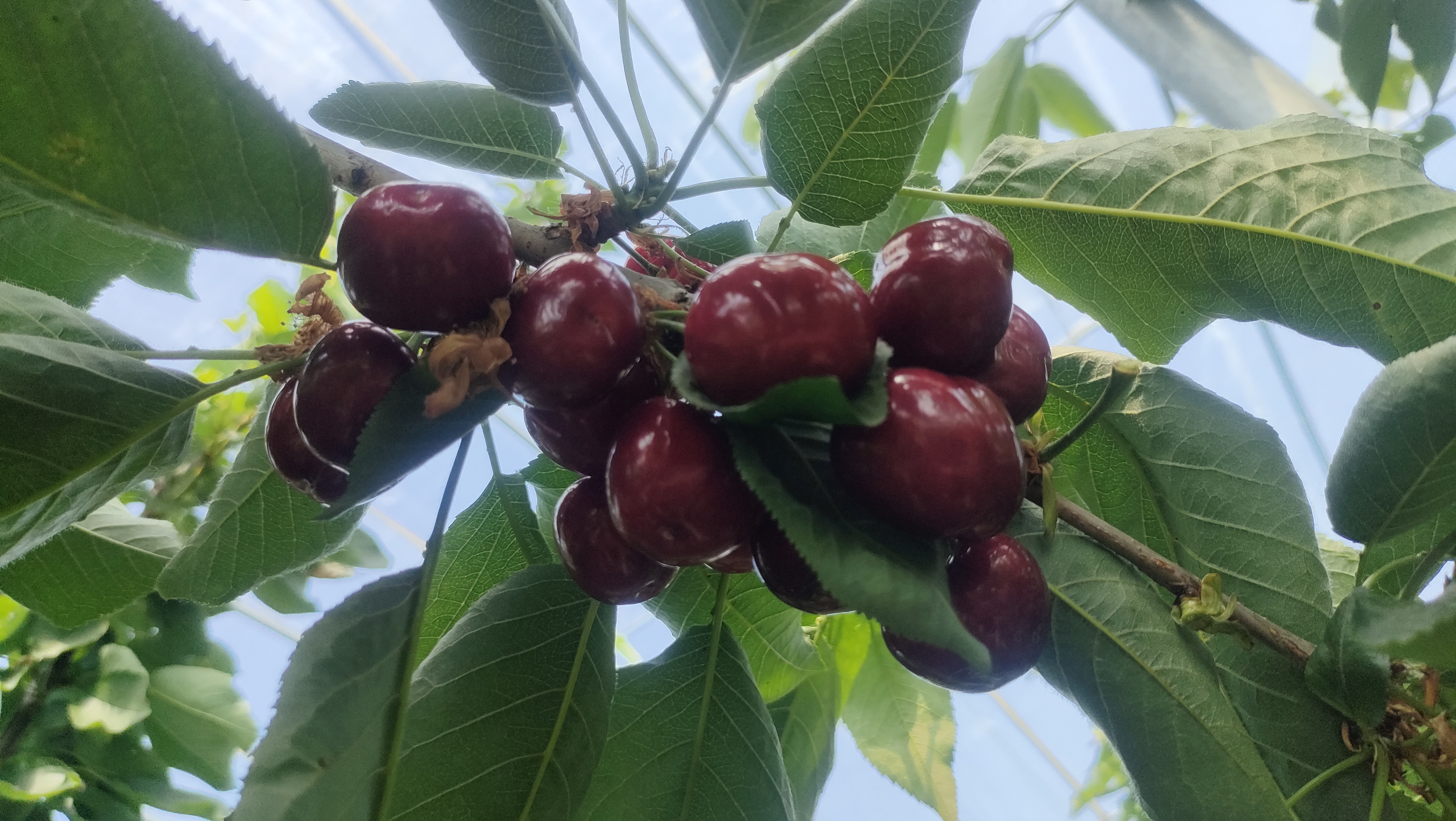 成片的蜀早美樱桃树在阳光下结果累累,枝头挂满深红色、饱满圆润的樱桃果实,背景为四川丘陵地带的果园环境,土壤呈微红褐色,气候湿润,植被茂盛 蜀早美樱桃树挂满红色果实的特写