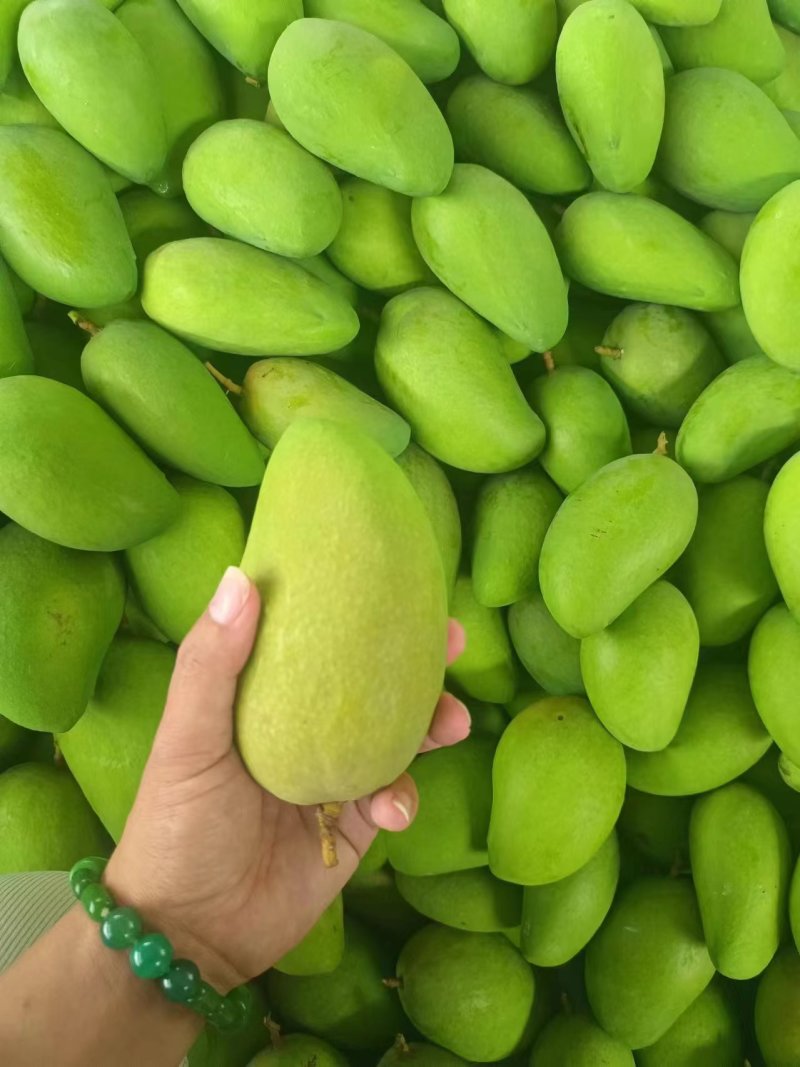 云南金煌芒大量上市甜度高品质好产地直销支持一件代发