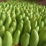 云南金煌芒大量上市甜度高品质好产地直销支持一件代发