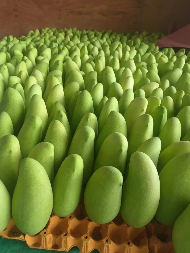 云南金煌芒大量上市甜度高品质好产地直销支持一件代发
