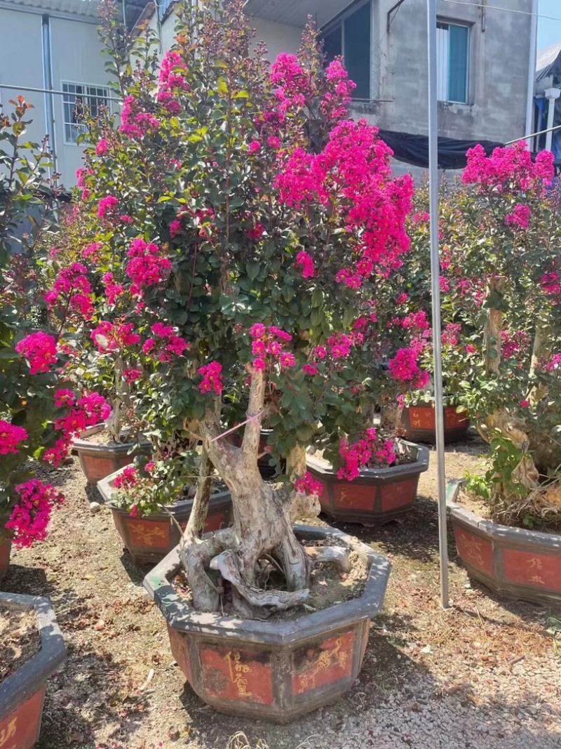 紫薇桩景，场地自售，大量供应，欢迎各位老板咨询采购