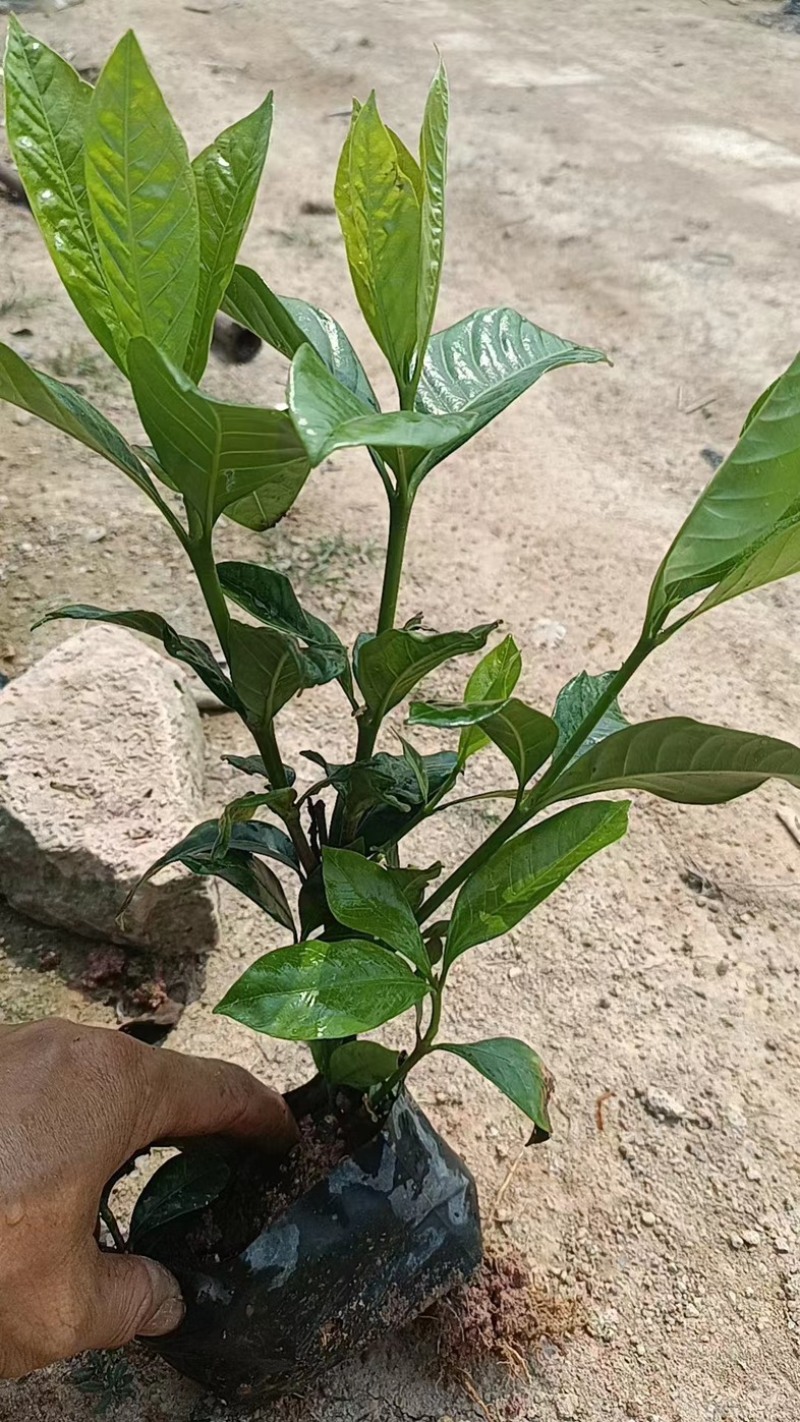 大叶桅子，场地直售，大量供应，欢迎各位老板咨询采购
