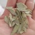 番泻叶，过筛无杂质，货源充足，量大从优，假一赔十