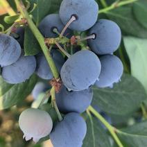 莱克西蓝莓，味道可口，一手货源，可视频，欢迎来电。