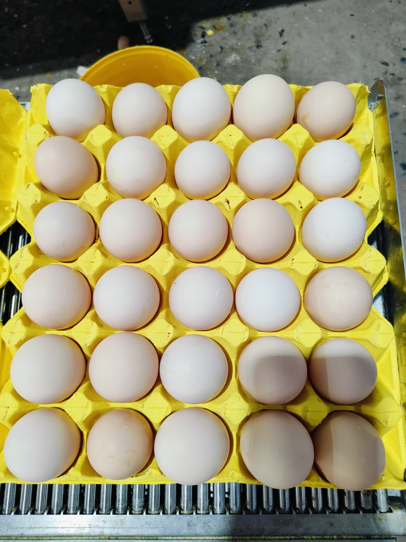 大鸡场每天鲜鸡蛋，鸡场发货37-50以上净重，欢迎订购
