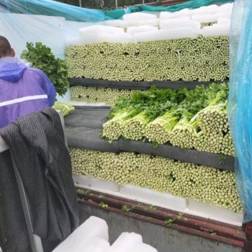 芹菜大量有货产地直供欢迎选购对接各大商超