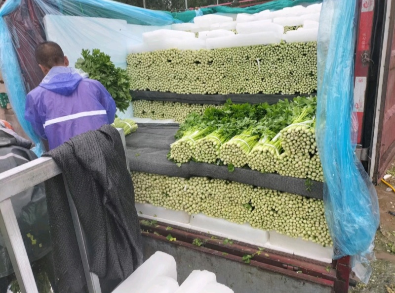 芹菜大量有货产地直供欢迎选购对接各大商超