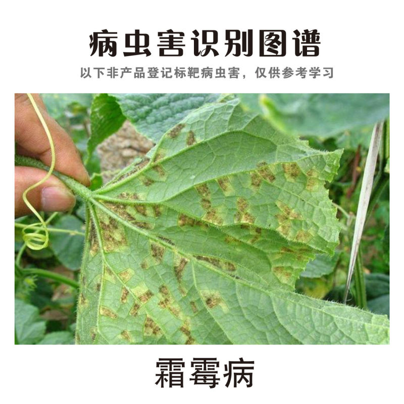 凯菌康33%春雷喹啉铜春雷霉素喹啉铜黄瓜霜霉病专用药杀菌