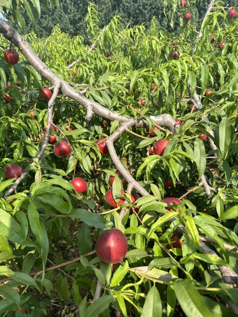 山东油桃未来1号中油49602曙光油桃