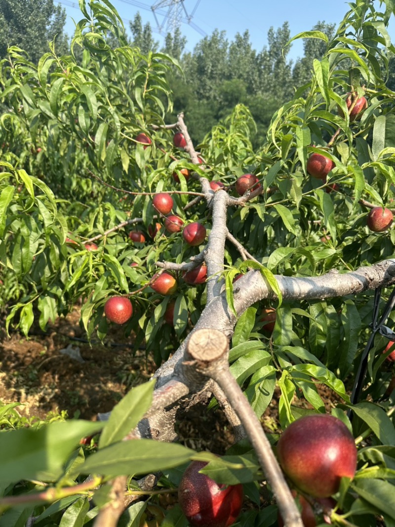 山东油桃未来1号中油49602曙光油桃