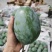 凯特芒大量上市，品质好价格优，芒果基地直供代发全国