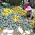 凯特芒大量上市，品质好价格优，芒果基地直供代发全国