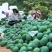 凯特芒大量上市，品质好价格优，芒果基地直供代发全国