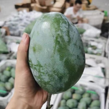 凯特芒大量上市，品质好价格优，芒果基地直供代发全国