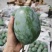 凯特芒大量上市，品质好价格优，芒果基地直供代发全国